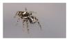 Salticus scenicus